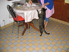 Micky debout devant la table